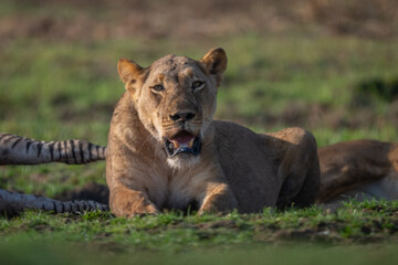 Naklejka premium Close-up of lioness lying with zebra carcase