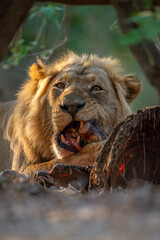 Close-up of male lion lying gnawing kill