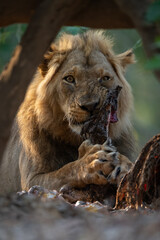 Close-up of lion watching camera while feeding