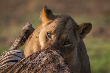 Naklejka premium Close-up of lioness feeding on zebra carcase