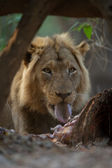 Close-up of male lion lying licking carcase