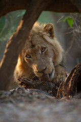 Naklejka premium Close-up of male lion lying licking zebra