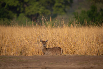 Female common waterbuck stands by long grass