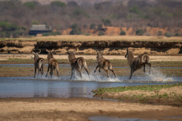 Five female common waterbucks crossing shallow river