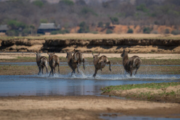 Five female common waterbucks cross shallow stream