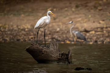 Great egret stands on log in river