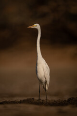 Great egret stands on mudflat turning head