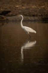 Great egret wades through pool casting reflection