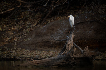 Great egret on dead tree on riverbank