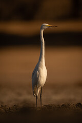 Great egret stands on riverbank stretching neck