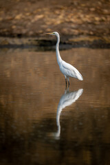 Great egret stands in pond casting reflection