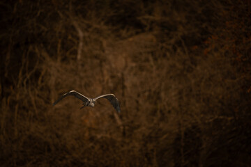 Grey heron flies from trees towards camera