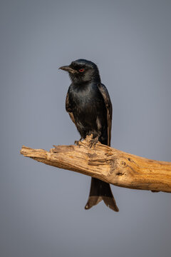 Fork-tailed drongo with catchlight on dead branch