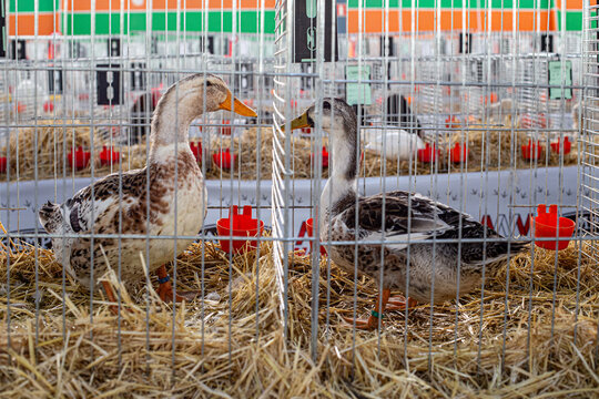 Two ducks in metal cage during poultry show