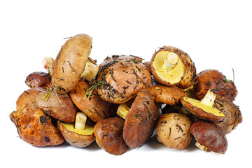 Suillus granulatus, weeping or granulated bolete growning on the moss.Isolated on a white .
