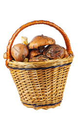 Suillus granulatus, weeping or granulated bolete in wicker basket isolated on a white background