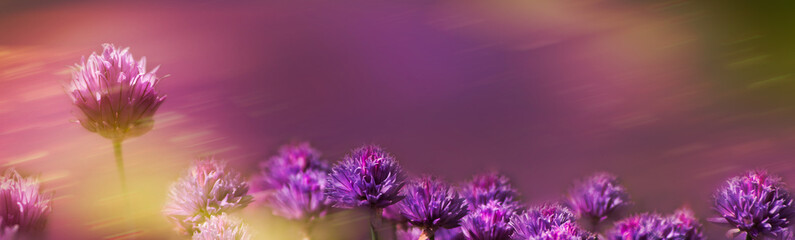 Beautiful purple flowers on natural background in sunlight . Artistic image