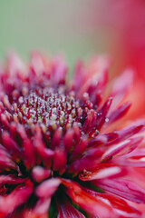 Obraz premium A vibrant purple flower captures the eye with its intricate petals and vivid hue.