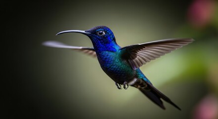 Obraz premium Telephoto fine art portrait of a Black Jacobin hummingbird, iridescent highlights, ultra shallow DOF