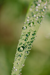 Dewdrops glisten on a green leaf, catching the morning light in a serene natural setting