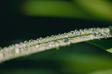 Dewdrops glisten on a green leaf, catching the morning light in a serene natural setting