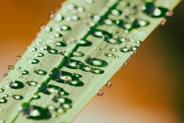 Dewdrops glisten on a green leaf, catching the morning light in a serene natural setting