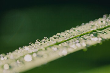 Dewdrops glisten on a green leaf, catching the morning light in a serene natural setting