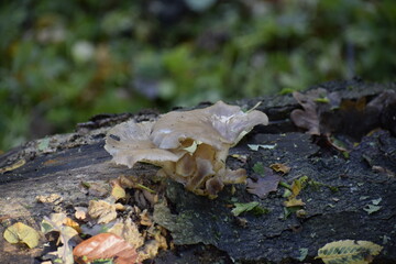 Light mushrooms growing on old tree trunk in forest