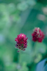 A bright macro image showing red clover flowers