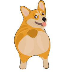 Fototapeta premium Chubby standing corgi – adorable cute cartoon dog illustration