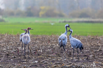 Fototapeta premium Kraniche auf abgeernteten Maisfeld in der Region Zingst an der Ostsee.