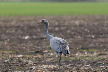Fototapeta premium Junger Kranich auf abgeernteten Maisfeld in der Region Zingst an der Ostsee.