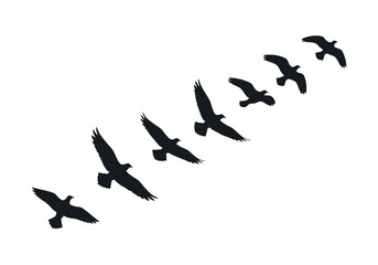 A flock of birds in flight against a white background