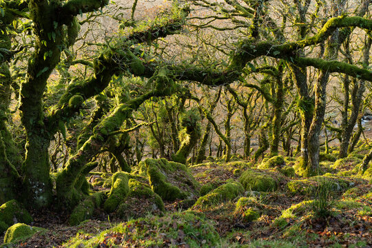 Aerial view of ancient, gnarled trees draped in vibrant moss, their twisted limbs reaching across a landscape of lichen-covered boulders in Wistman&acirc;&euro;&trade;s Wood, Two Bridges, Devon, United Kingdom.