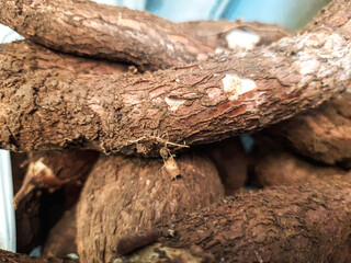 Cassava roots are piled high displaying their rough brown skin and earthy texture representing a recent harvest of this starchy staple food source used in many global cuisines.