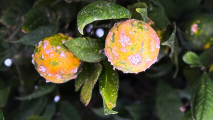Citrus fruit infested with mealybugs on a tree branch, showing plant disease