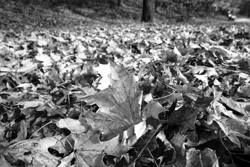 maple leaves lying on the ground in a park in autumn in Poznan