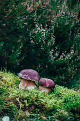 Pair of porcini mushrooms standing in thick forest moss