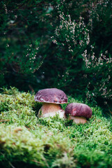 Pair of porcini mushrooms standing in thick forest moss