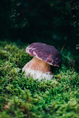 A single porcini mushroom with a rich brown cap