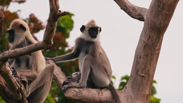 Group of Gray langurs lat. Semnopithecus priam sit on a tree branch in Sri Lanka, showing peaceful social behavior in tropical jungle wildlife in slow motion video.