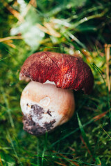 A single porcini mushroom with a rich brown cap