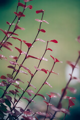A macro image of red and green leaves covered in raindrops, blending soft tones