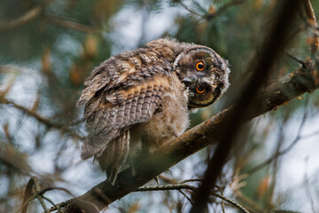 A curious owl sat on a branch among the pine trees in forest.