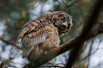 A curious owl sat on a branch among the pine trees in forest.