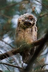 A curious owl sat on a branch among the pine trees in forest.