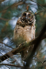 an owl that lives in a park, usually in pairs with other family members