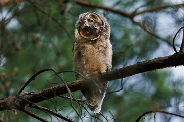 A curious owl sat on a branch among the pine trees in forest.