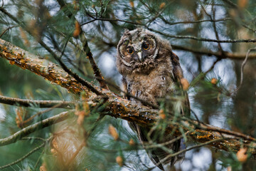 an owl that lives in a park, usually in pairs with other family members