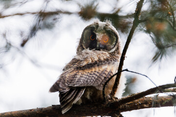 A curious owl sat on a branch among the pine trees in forest.